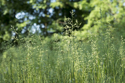 Close-up of fresh green plants on land