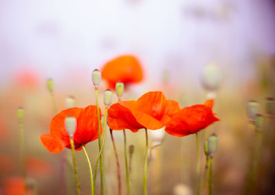 Close-up of red poppy flowers