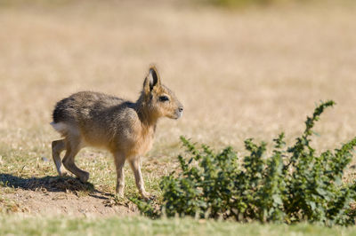 Deer standing on field