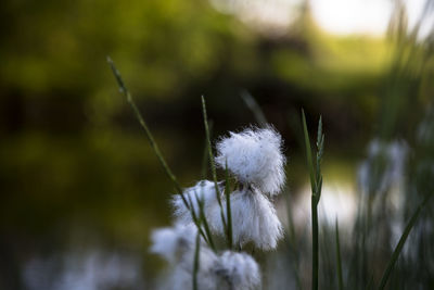 Close-up of white dandelion flower