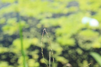 Close-up of plant on field against sky