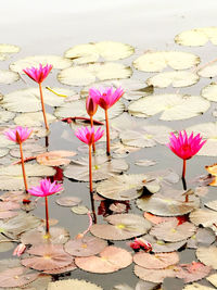 Pink lotus water lily in lake