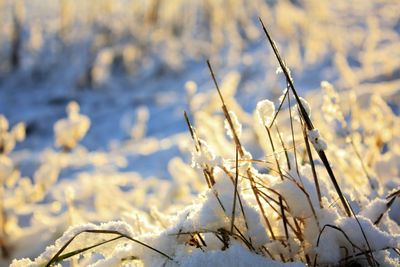 Close-up of plants during winter