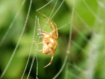 Close-up of spider on web