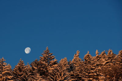 Low angle view of trees against clear blue sky