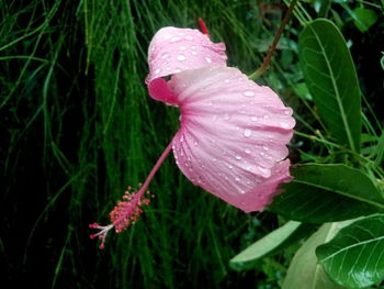 Close-up of pink flower