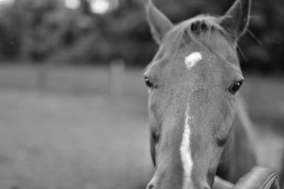 Close-up of a horse