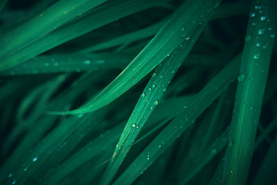 Full frame shot of wet grass