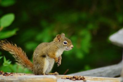 Close-up of squirrel on tree