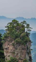 Tree on rock against sky