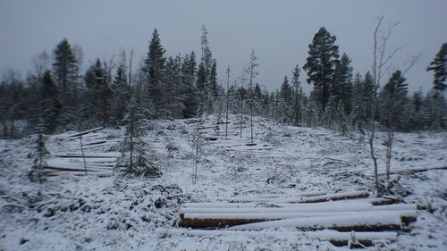 Trees on snow covered field against sky