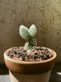 Close-up of succulent plant in pot