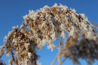 Low angle view of frozen plants against sky