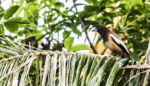 Close-up of bird perching on branch