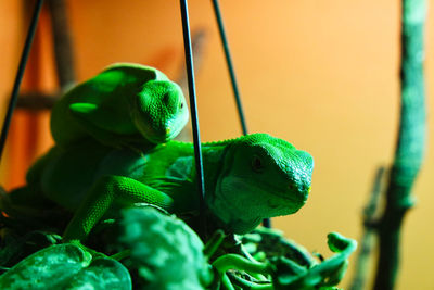 Close-up of a lizard on plant