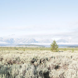 Scenic view of landscape against sky