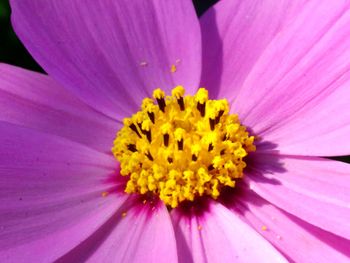 Close-up of pink flower blooming outdoors