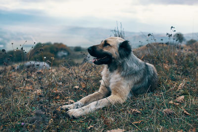 Dog looking away on field