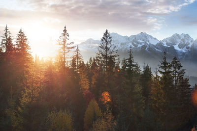 Majestic landscape with forest at spring time. scenery background.