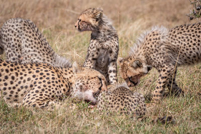 Cheetah with cubs in forest