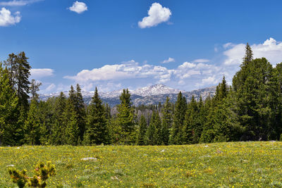 Scenic view of pine trees against sky