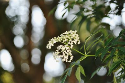 Close-up of flowers blooming outdoors