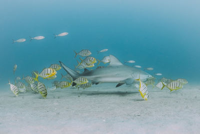 Shark and school of fish swimming in sea