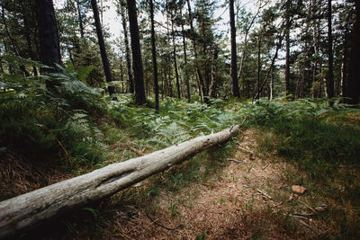 Trees in forest