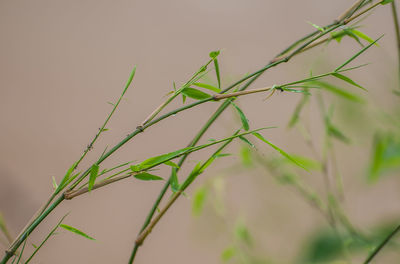 Close-up of fresh plant