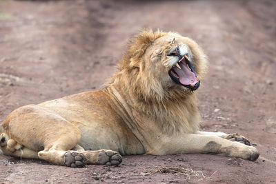 An african lion snarling