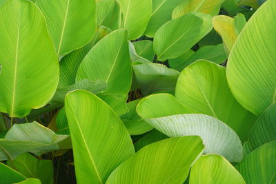 Full frame shot of plants