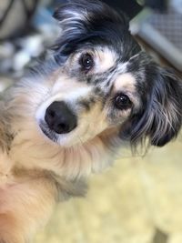 Close-up portrait of dog