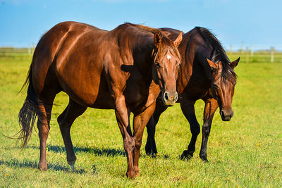 Two brown horses standing on grassy field