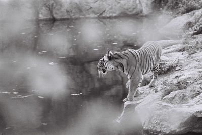 Zebras in water