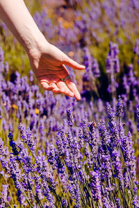 flower
