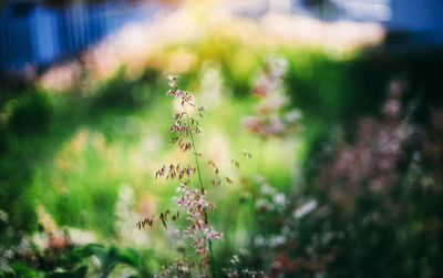 Close-up of flowering plant in park