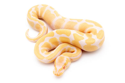 Close-up of a crab over white background