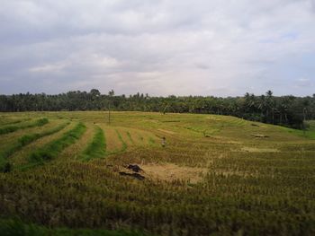 Scenic view of agricultural field against sky