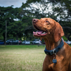 Close-up of brown vizsla in centennial park