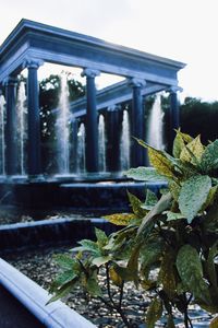 Close-up of plants against building