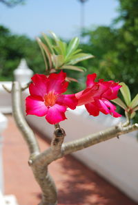 Close-up of pink flowers on tree against sky