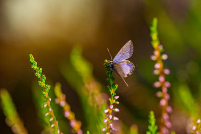 Close-up of butterfly pollinating on flower