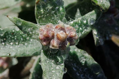 Close-up of wet plant