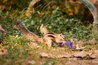 Close-up of squirrel on field