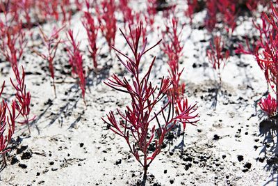 Close-up of frozen plant on field