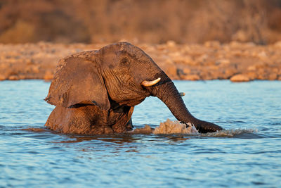 The african bush elephant