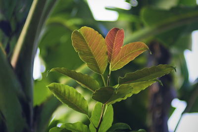 Close-up of plant leaves