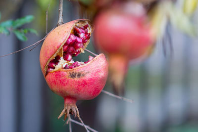 Close-up of strawberry hanging outdoors