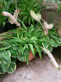 Close-up of cactus plant