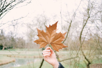 Close-up of hand holding maple leaf against bare tree during autumn